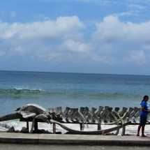 Whale skeleton on the beach of Estero de Platano